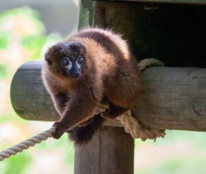 A red-bellied lemur begins to climb across a rope.