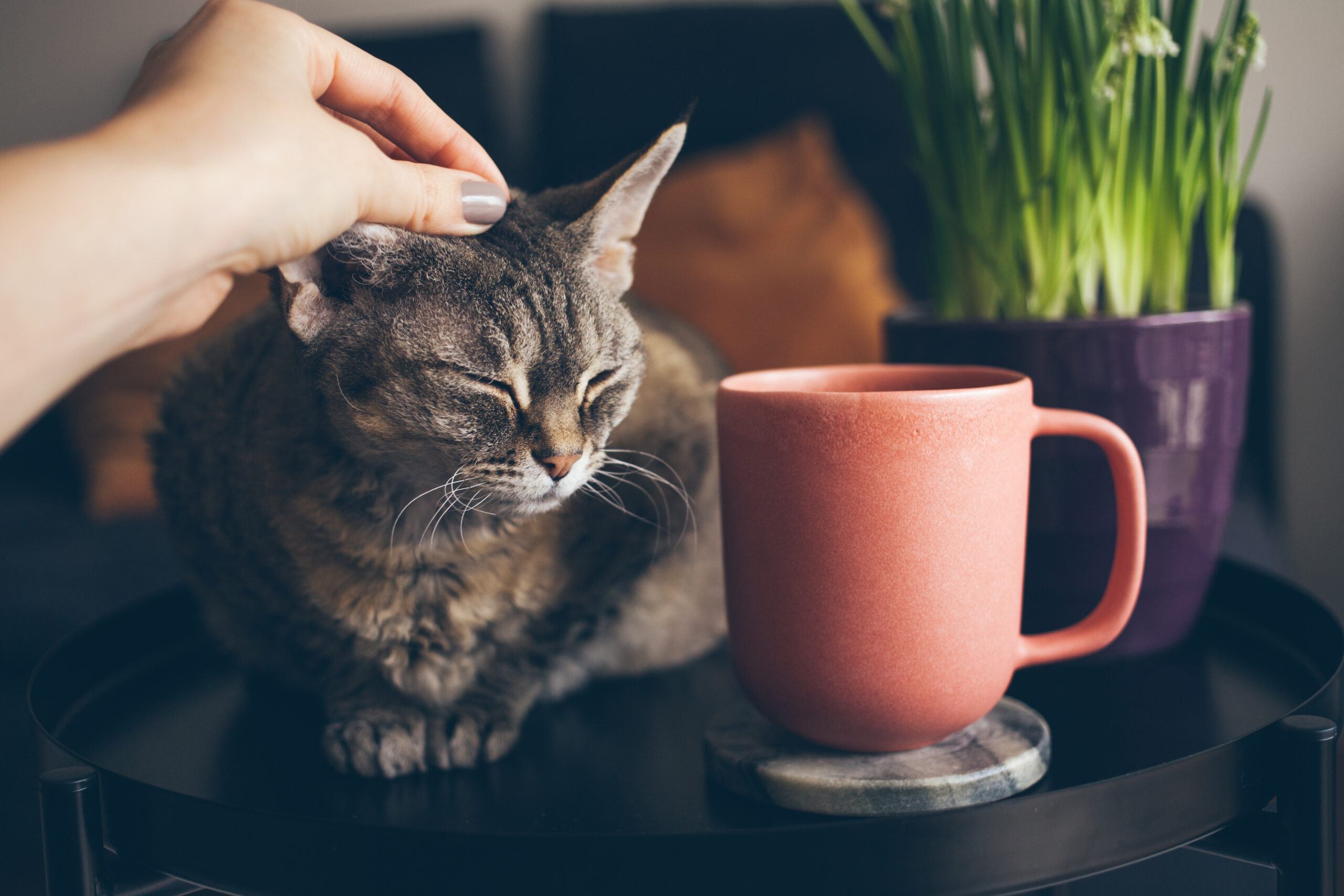 Hand petting a cat next to a red mug full of tea, to destress and reduce cortisol levels