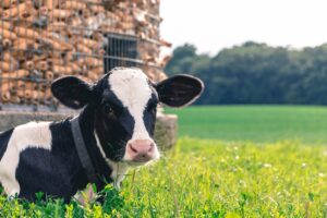 Celebrate Cow Appreciation Day - Discover how dairy cow cortisol levels in hair reveal stress and well-being.